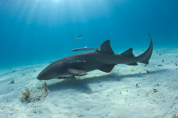 Atlantic Nurse Shark